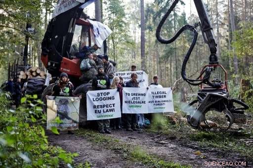 Greenpeace Intensifies Campaign to Halt Logging in Poland’s Białowieża Forest