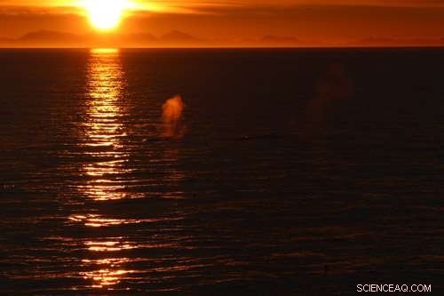 Melting Ice Sheets: Impacts on Ocean Chemistry, Biology, and Climate