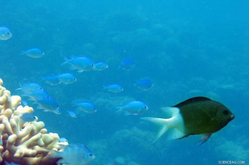 Hope for Reef Fish: New Study Shows Resilience in High-CO₂ Oceans