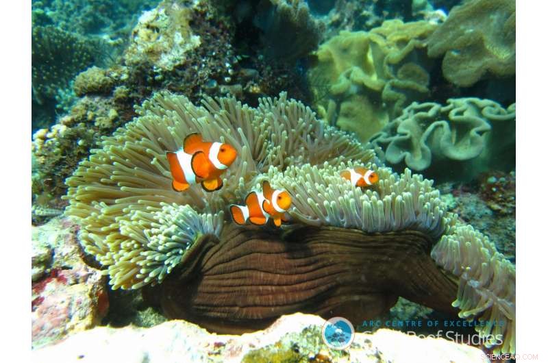 Hope for Reef Fish: New Study Shows Resilience in High-CO₂ Oceans