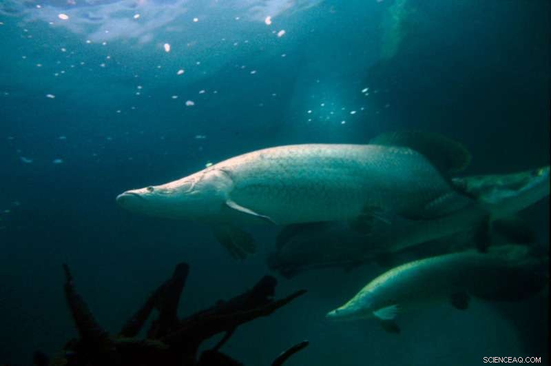 381 New Species Unearthed in the Amazon—A Record-Breaking Discovery