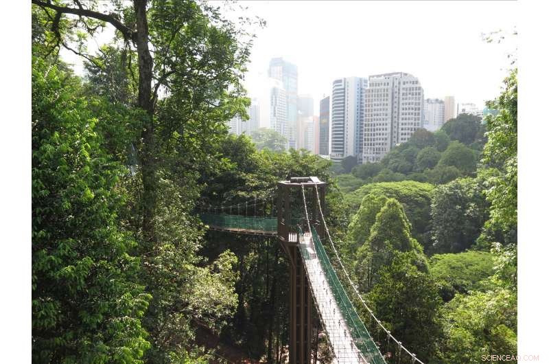 Discover Bukit Nanas Forest Reserve: Malaysia s Oldest Urban Nature Gem