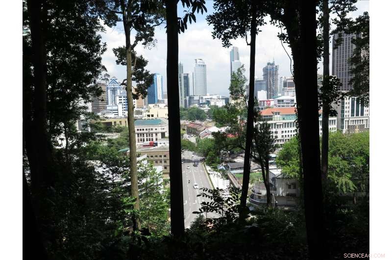 Discover Bukit Nanas Forest Reserve: Malaysia s Oldest Urban Nature Gem