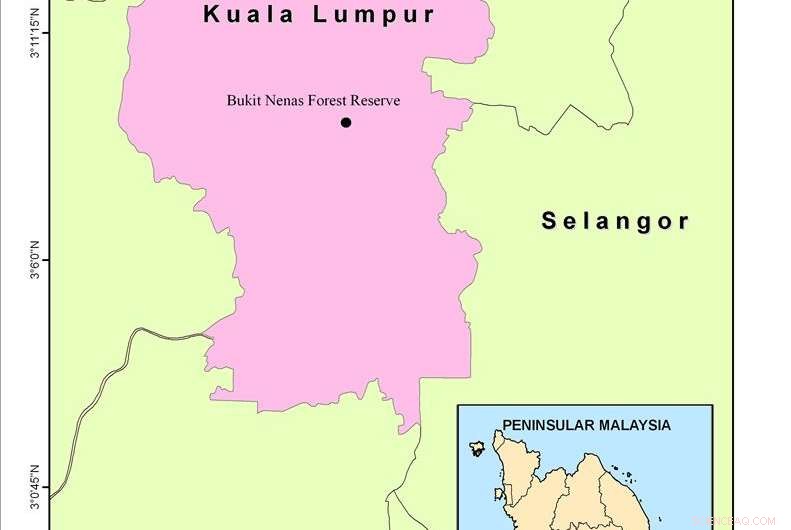 Discover Bukit Nanas Forest Reserve: Malaysia s Oldest Urban Nature Gem