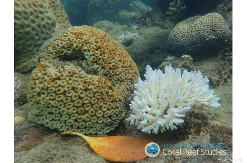 Urgent Call: Coral Reef Scientists Recommend Focused Future Research