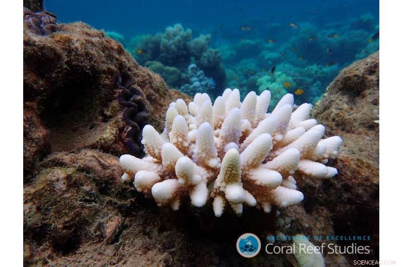 Urgent Call: Coral Reef Scientists Recommend Focused Future Research