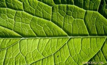 Global Study Links Frost Risk to Leaf Size