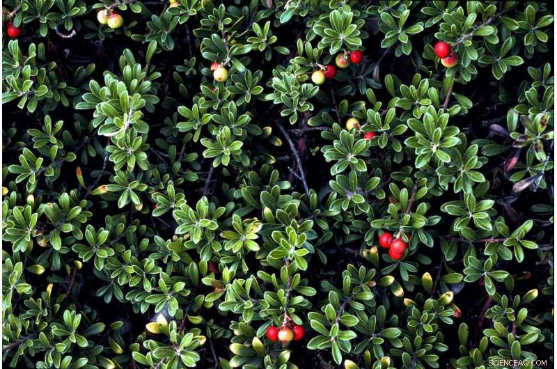 Global Study Links Frost Risk to Leaf Size