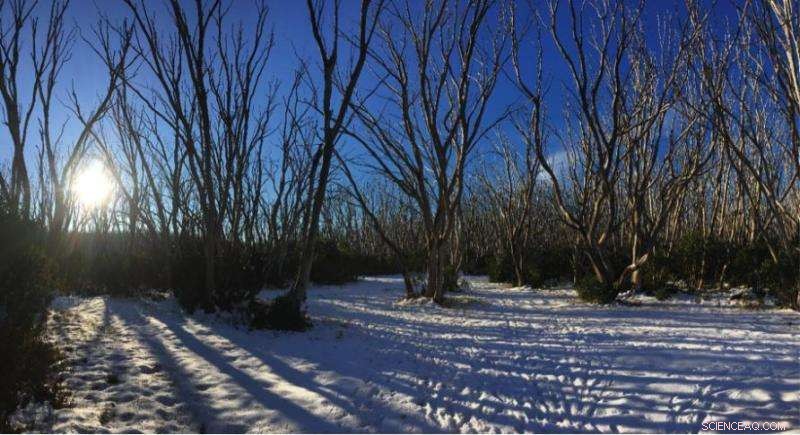 Recurring Fires Threaten Victoria’s Iconic Snow Gums: Conservation Urgency