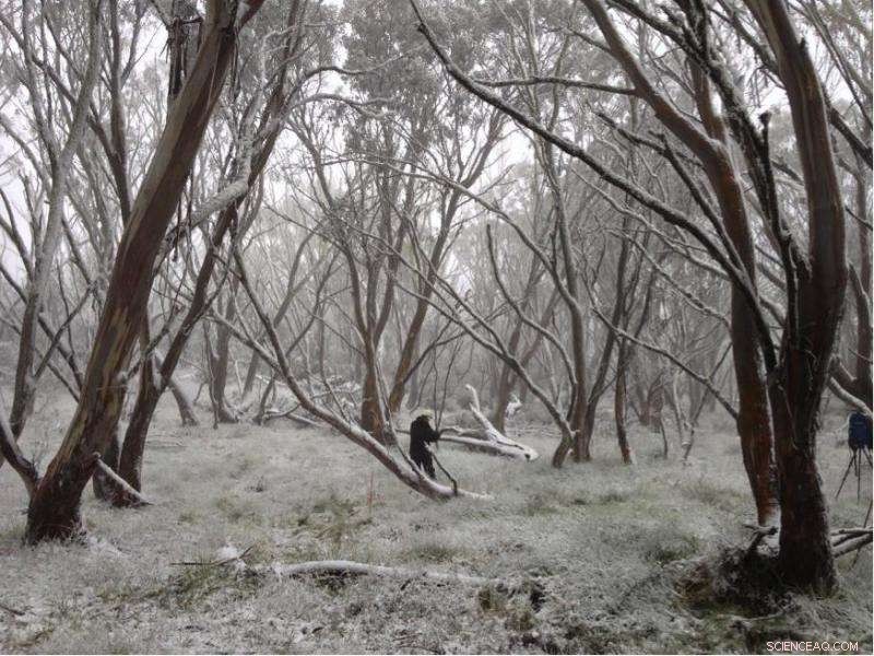 Recurring Fires Threaten Victoria’s Iconic Snow Gums: Conservation Urgency