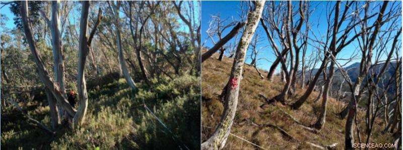Recurring Fires Threaten Victoria’s Iconic Snow Gums: Conservation Urgency