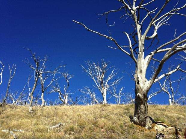 Recurring Fires Threaten Victoria’s Iconic Snow Gums: Conservation Urgency