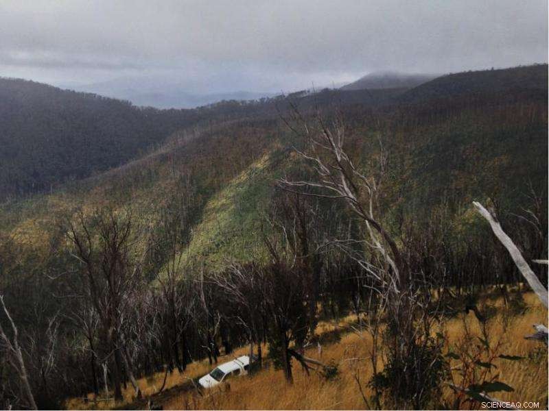 Recurring Fires Threaten Victoria’s Iconic Snow Gums: Conservation Urgency