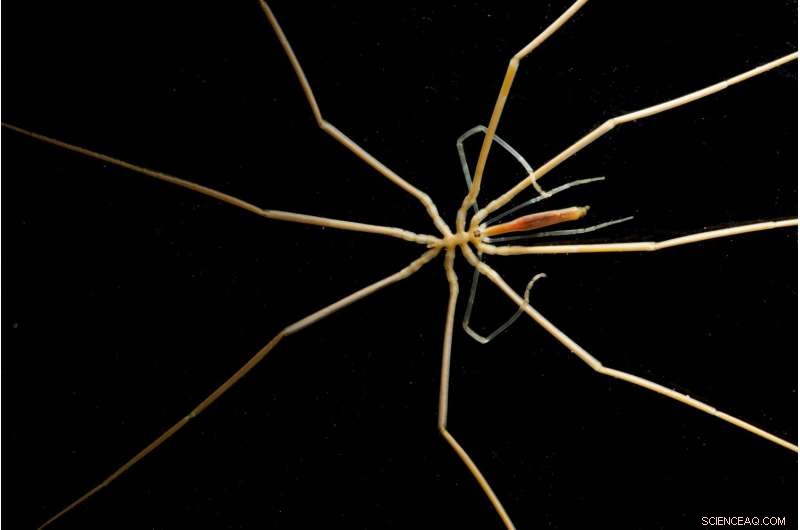 Antarctic Seafloor Species at Risk: More Threatened Than Thriving, Study Finds