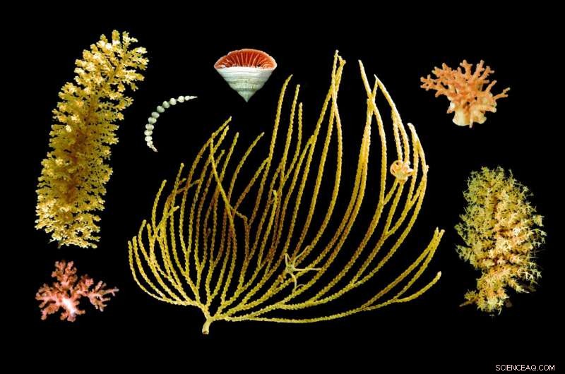 Antarctic Seafloor Species at Risk: More Threatened Than Thriving, Study Finds