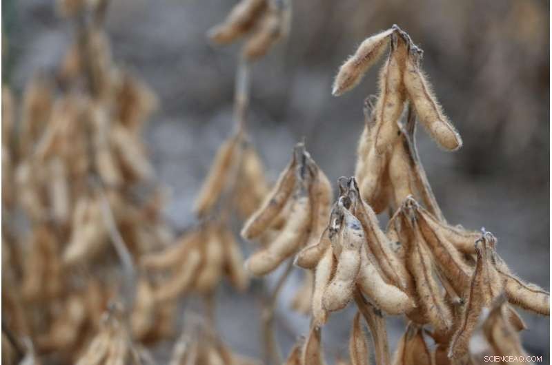 Navigating the Challenges of Commercial Soybean Production in Developing Nations