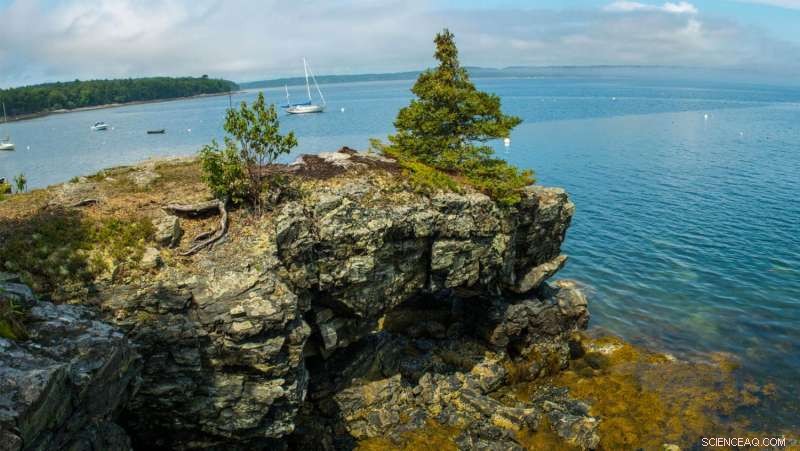 Gulf of Maine Faces Record-Long, Intensifying Summers