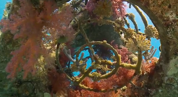 Artificial Reefs: A Superior Diving Experience