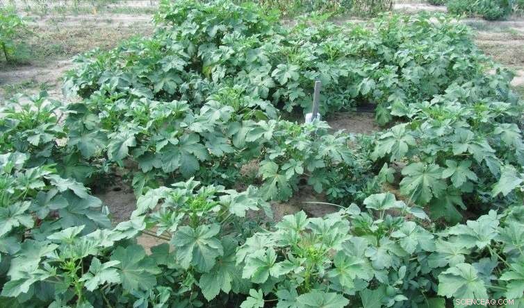 How Intercropping Boosts Vegetable Yields on Small Acreages