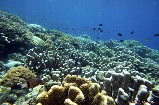 Pacific Coral Reefs in Critical Condition, Study Reveals 90% Bleaching