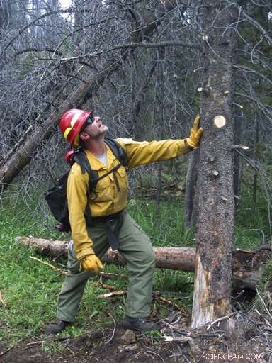 U.S. Firefighters Adapt Strategies to Contain Wildfires Amid Billions of Dead Trees