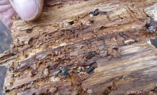 U.S. Firefighters Adapt Strategies to Contain Wildfires Amid Billions of Dead Trees