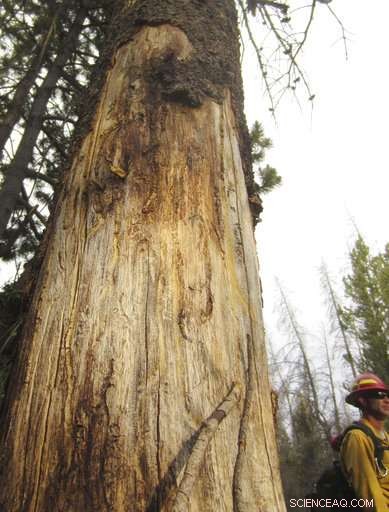 U.S. Firefighters Adapt Strategies to Contain Wildfires Amid Billions of Dead Trees