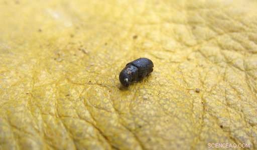 U.S. Firefighters Adapt Strategies to Contain Wildfires Amid Billions of Dead Trees