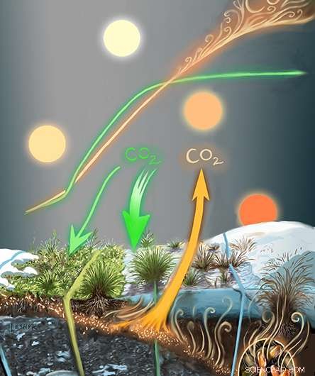 Rapid Permafrost Thaw Drives Significant Carbon Release from the Tundra