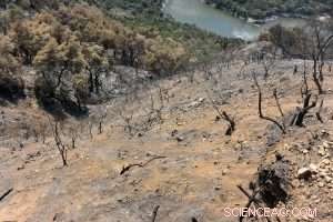 Wildfire-Driven Soil Erosion Threatens Western Water Supply and Quality