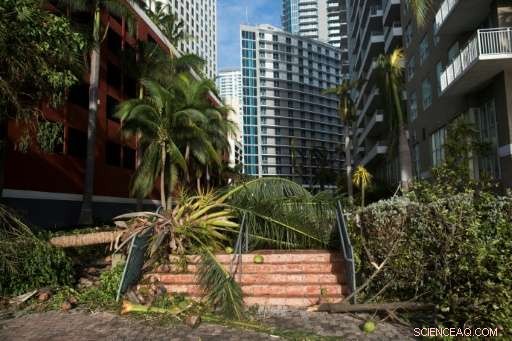 Miami Bounces Back After Hurricane Irma: Fallen Trees, Sunken Boats, and Renewed Hope