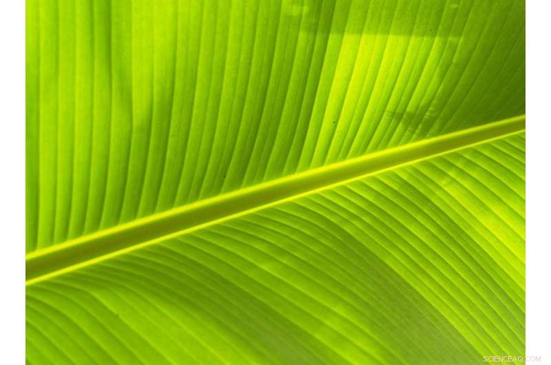 How Rising CO₂ Is Altering Land Plant Photosynthesis: 40 Years of Research