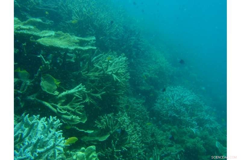 New Study Reveals Century-Long Coral Decline in Palm Islands Before 2016 Great Barrier Reef Bleaching