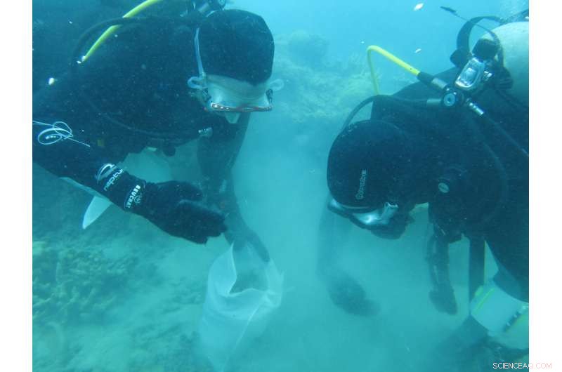 New Study Reveals Century-Long Coral Decline in Palm Islands Before 2016 Great Barrier Reef Bleaching