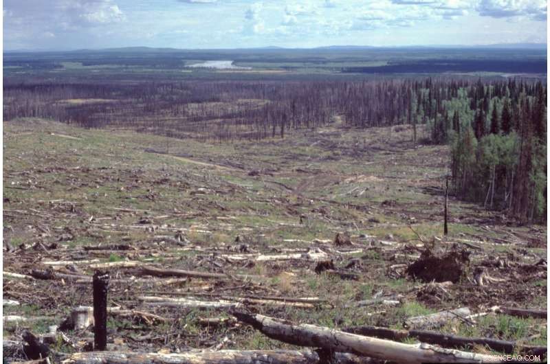 30-Year Forest Regeneration Study Reveals Key Findings