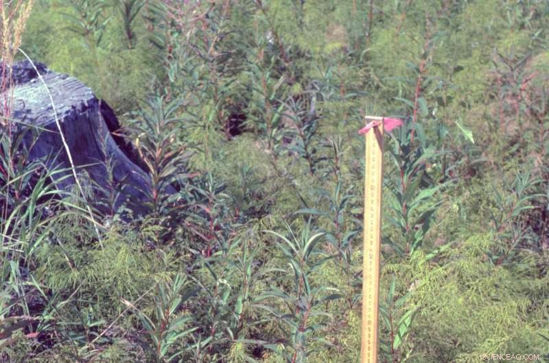 30-Year Forest Regeneration Study Reveals Key Findings