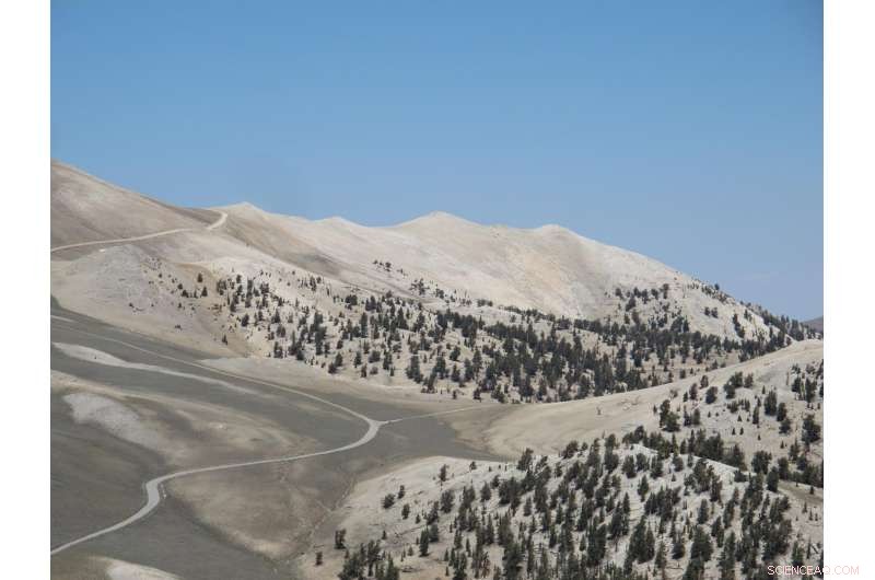 Ancient Bristlecone Pines Threatened as Climate Forces Them Higher