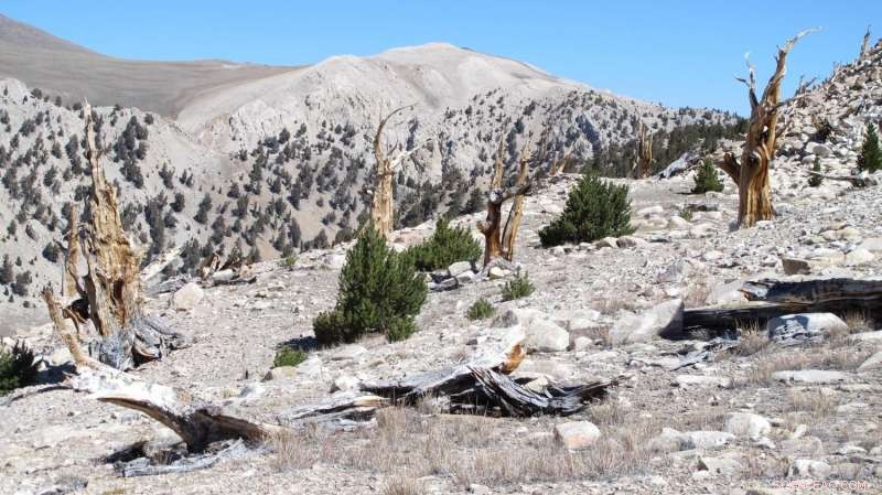 Ancient Bristlecone Pines Threatened as Climate Forces Them Higher