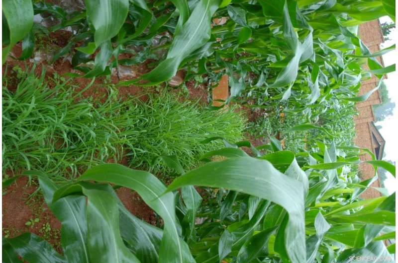 Boosting Chinese Farmers’ Profitability and Soil Health through Erosion Management