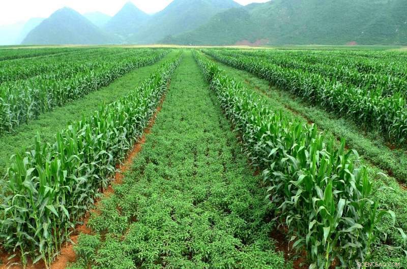 Boosting Chinese Farmers’ Profitability and Soil Health through Erosion Management