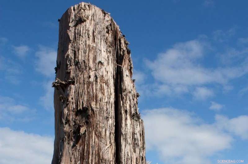 Antarctic Ice Melt: A Critical Tipping Point for Global Climate