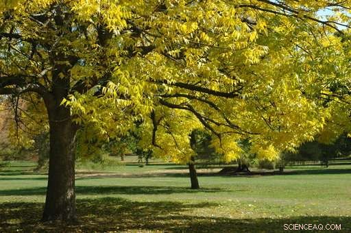 Ash Tree Species on the Edge of Extinction: Scientists Urge Immediate Action
