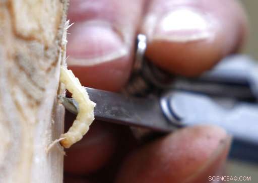 Ash Tree Species on the Edge of Extinction: Scientists Urge Immediate Action