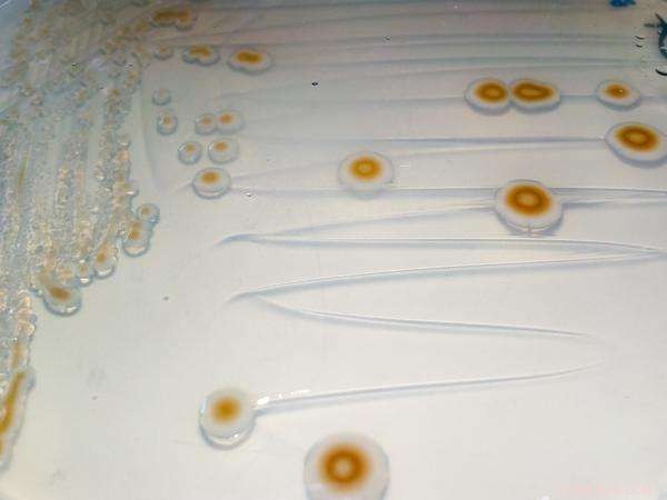 New Antarctic Discoveries Reveal Unexpected Insights from Lab Research