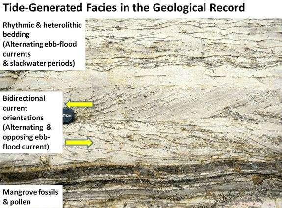 Oligo-Miocene Tidal and Mangrove Deposits in the South China Sea: Insights into Ancient Carbon Sequestration