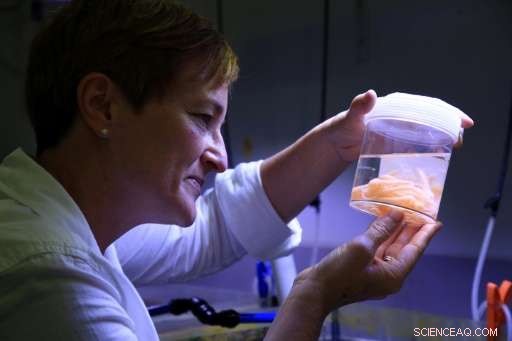 Giant Sea Snail Initiative Aims to Restore the Great Barrier Reef