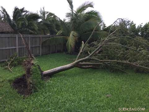 Fallen Trees After Hurricane Irma: Reclaiming and Restoring Your Property