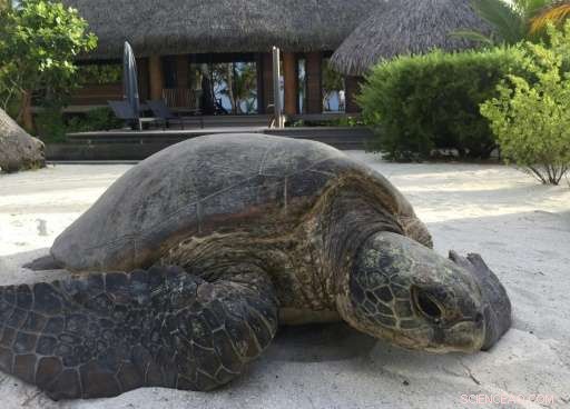 Marlon Brando’s Tahitian Paradise: Pioneering Sustainable Eco‑Luxury