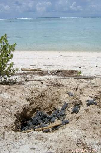 Marlon Brando’s Tahitian Paradise: Pioneering Sustainable Eco‑Luxury