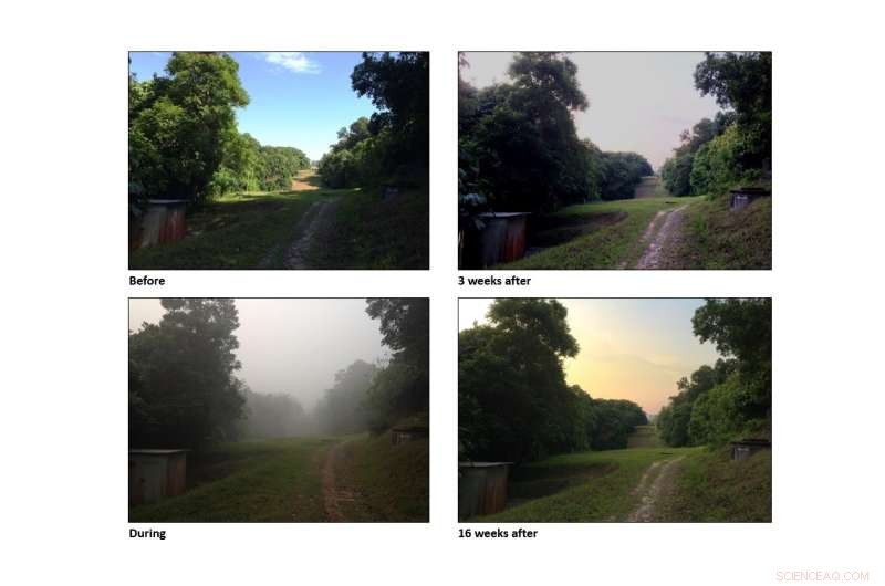 Decline in Wildlife Sounds Reveals Forest Fire Haze s Devastating Impact on Biodiversity